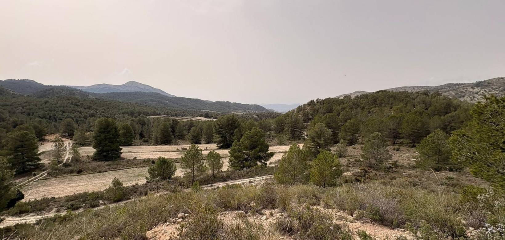 Venta - Land - Petrer