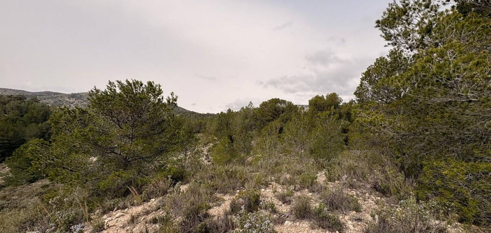 Venta - Land - Petrer