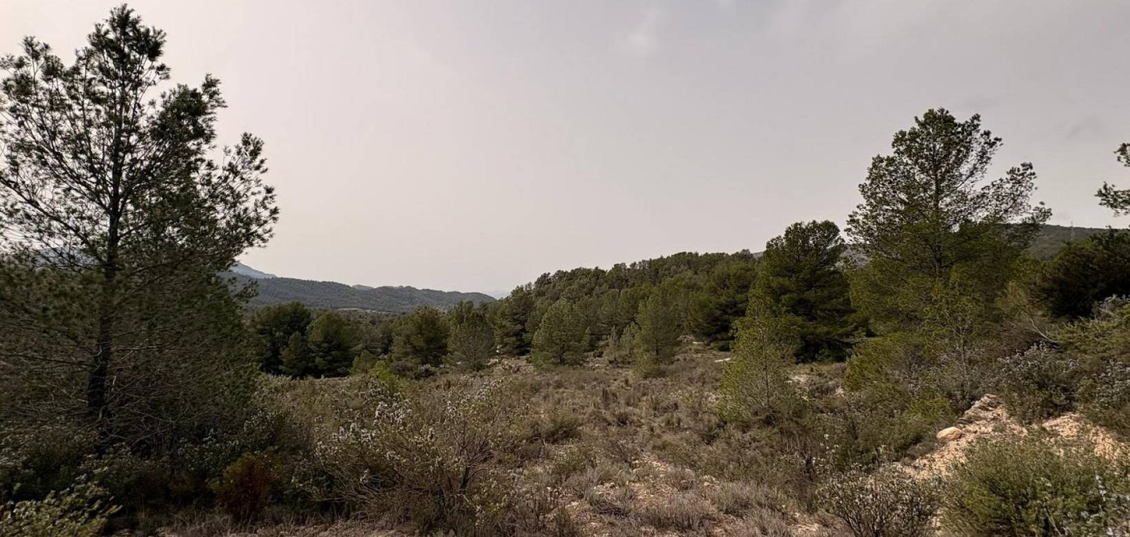 Venta - Land - Petrer