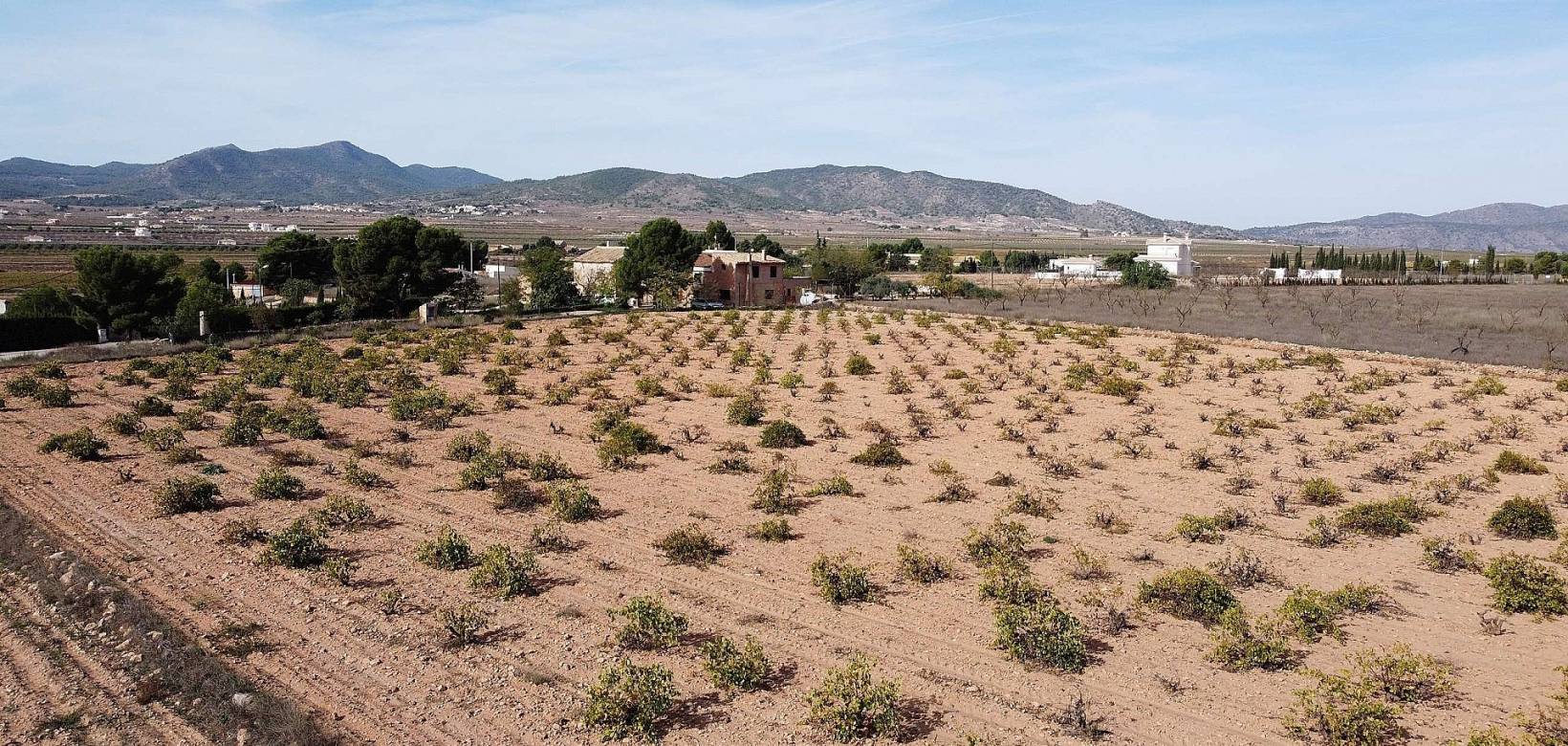 Venta - Land - Pinoso