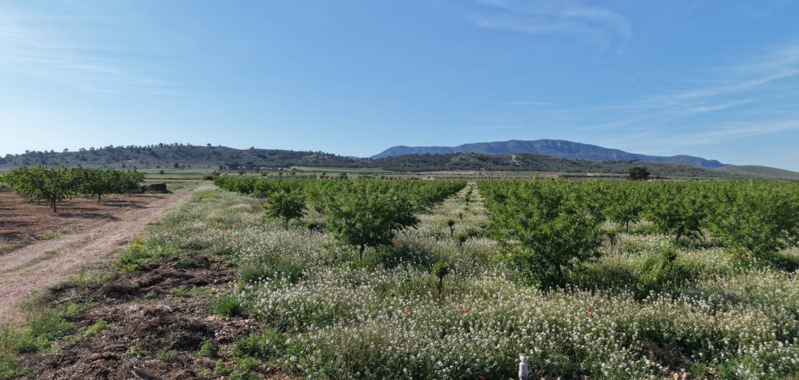 Venta - Land - Yecla - Yecla Murcia