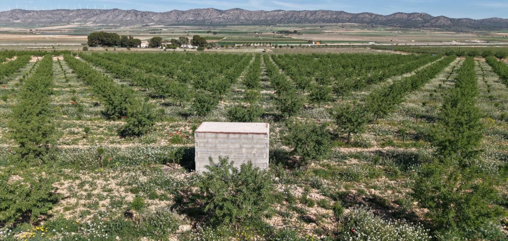 Venta - Land - Yecla - Yecla Murcia