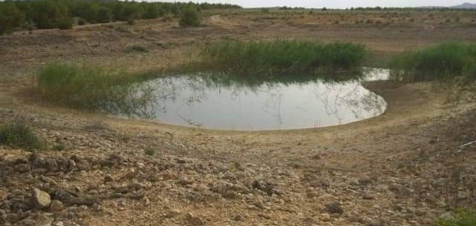 Venta - Land - Yecla