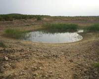 Venta - Land - Yecla