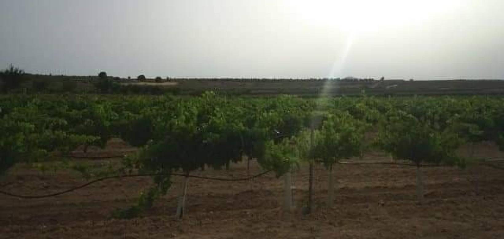 Venta - Land - Yecla