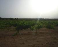 Venta - Land - Yecla