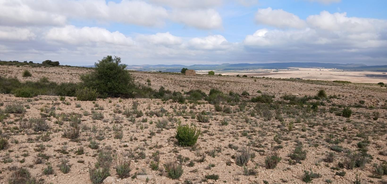 Venta - Land - Yecla