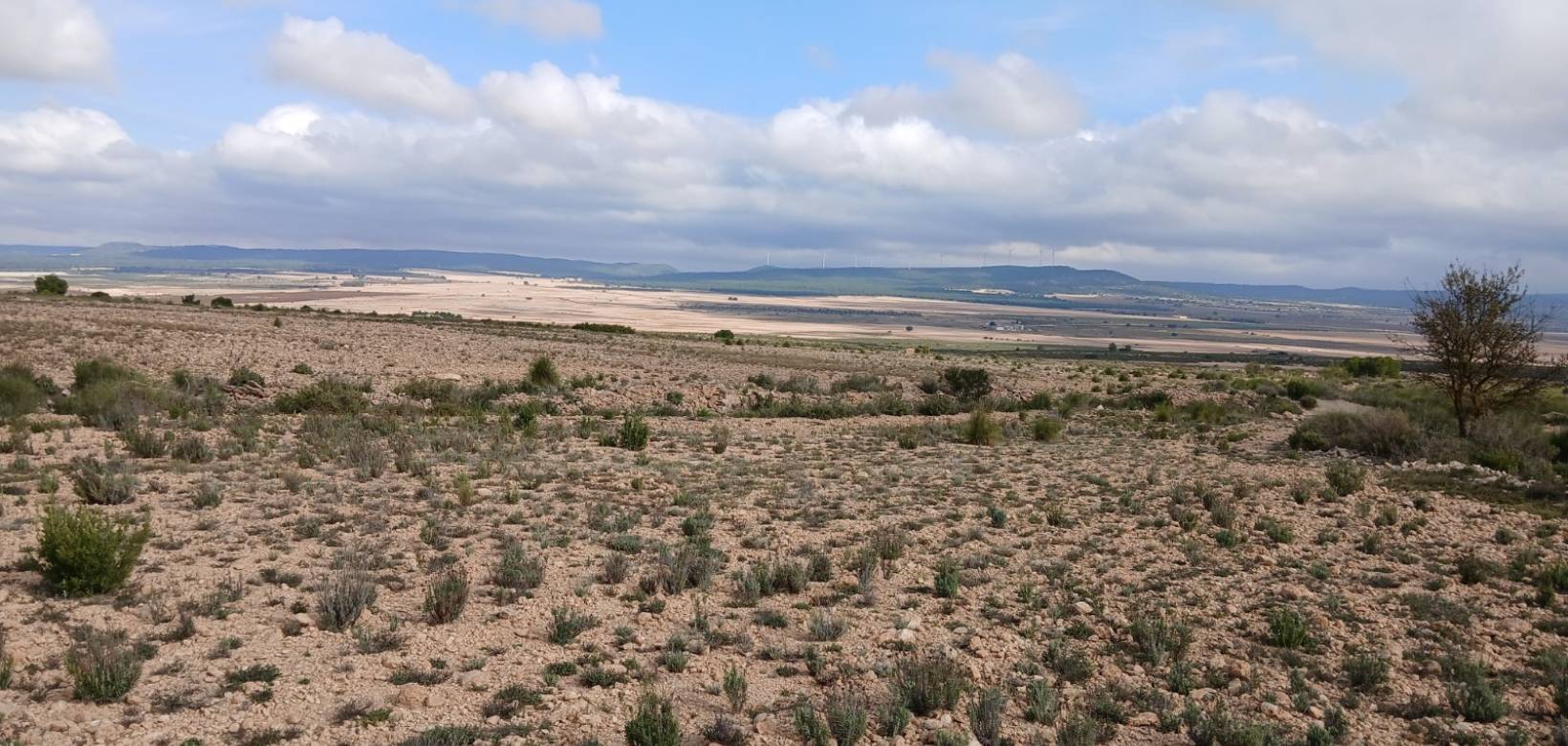 Venta - Land - Yecla