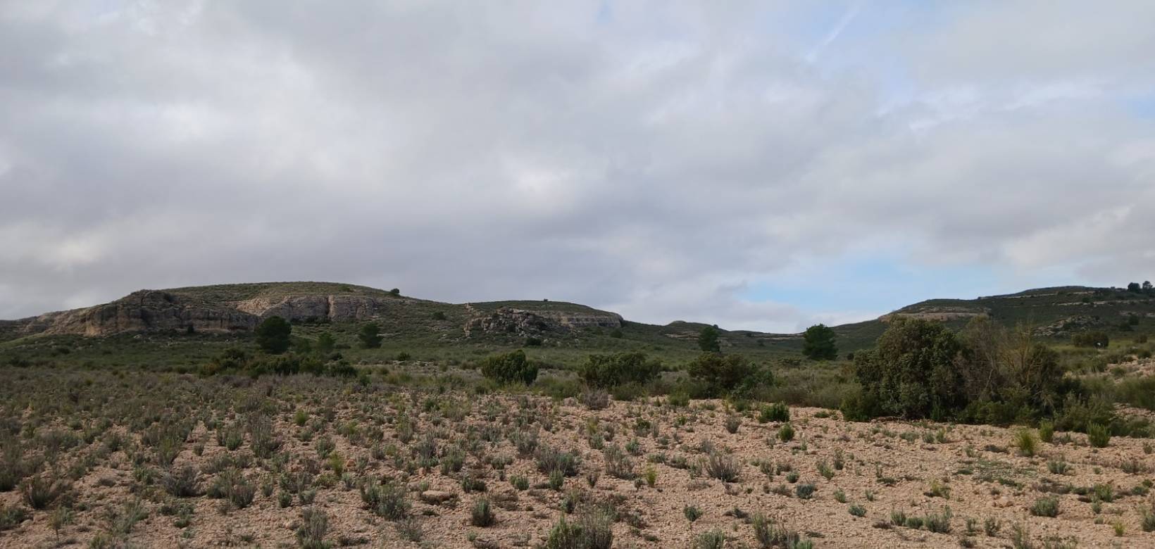 Venta - Land - Yecla