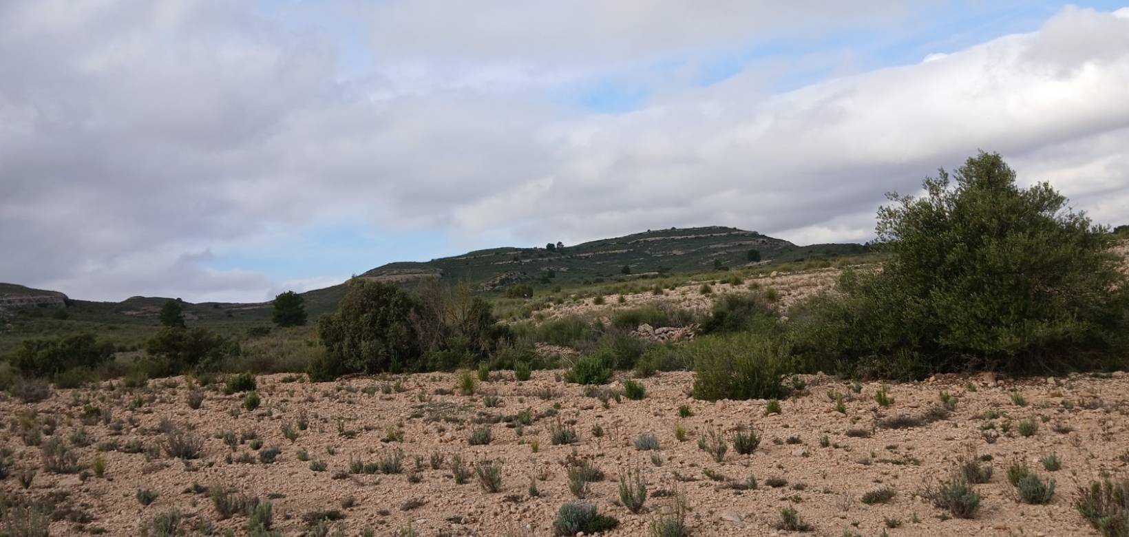 Venta - Land - Yecla
