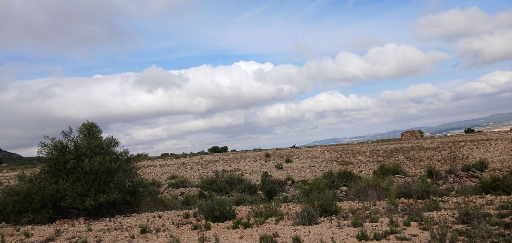 Venta - Land - Yecla