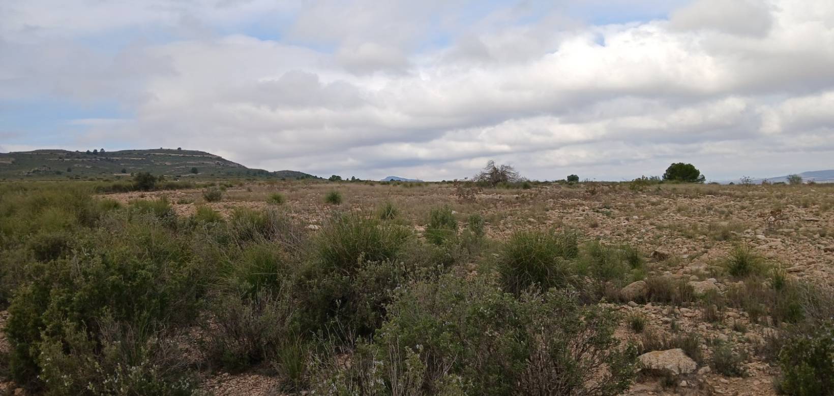 Venta - Land - Yecla