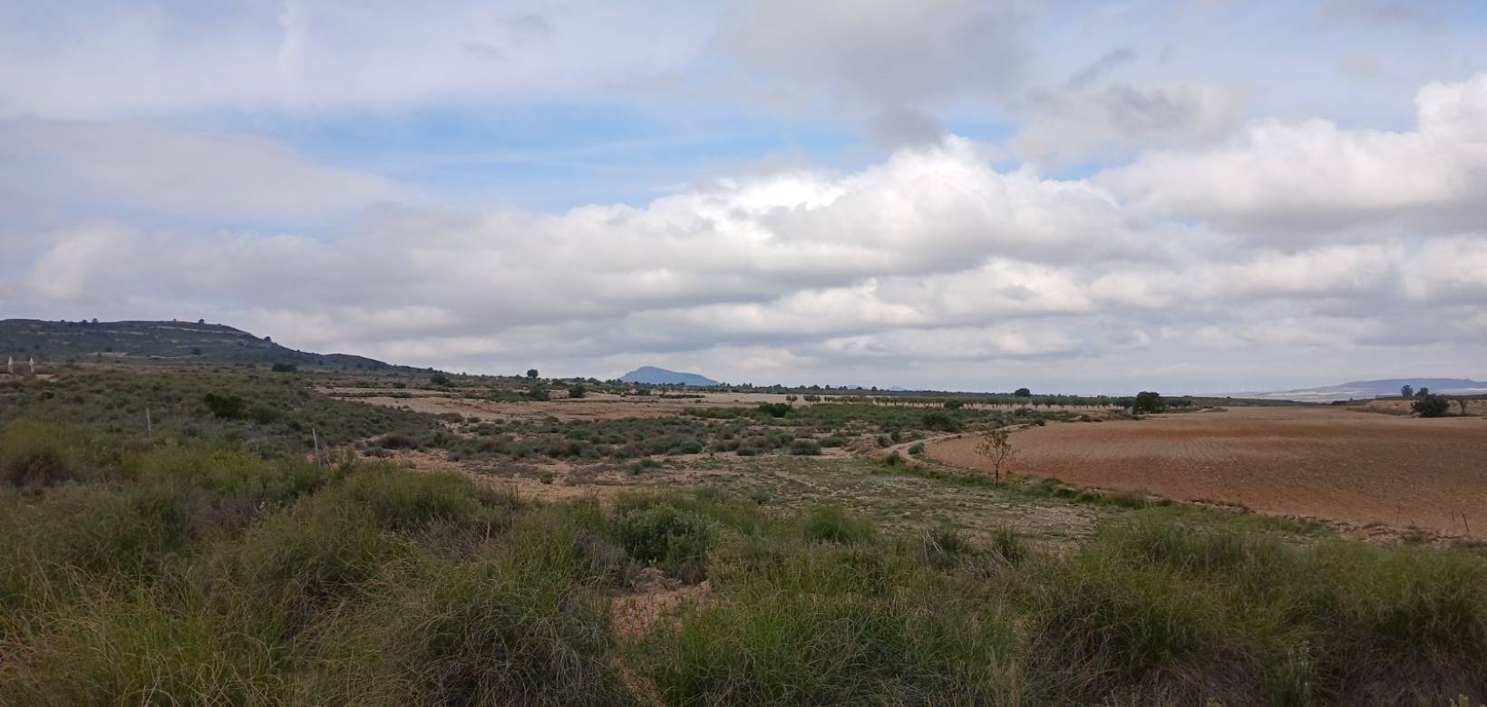 Venta - Land - Yecla