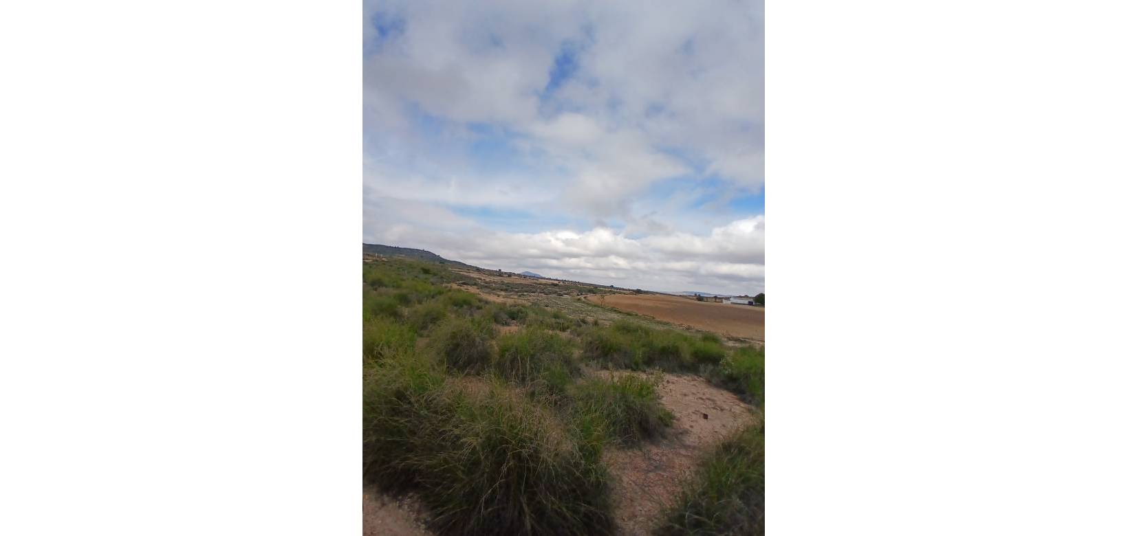 Venta - Land - Yecla