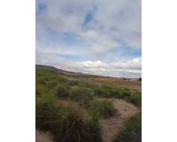 Venta - Land - Yecla