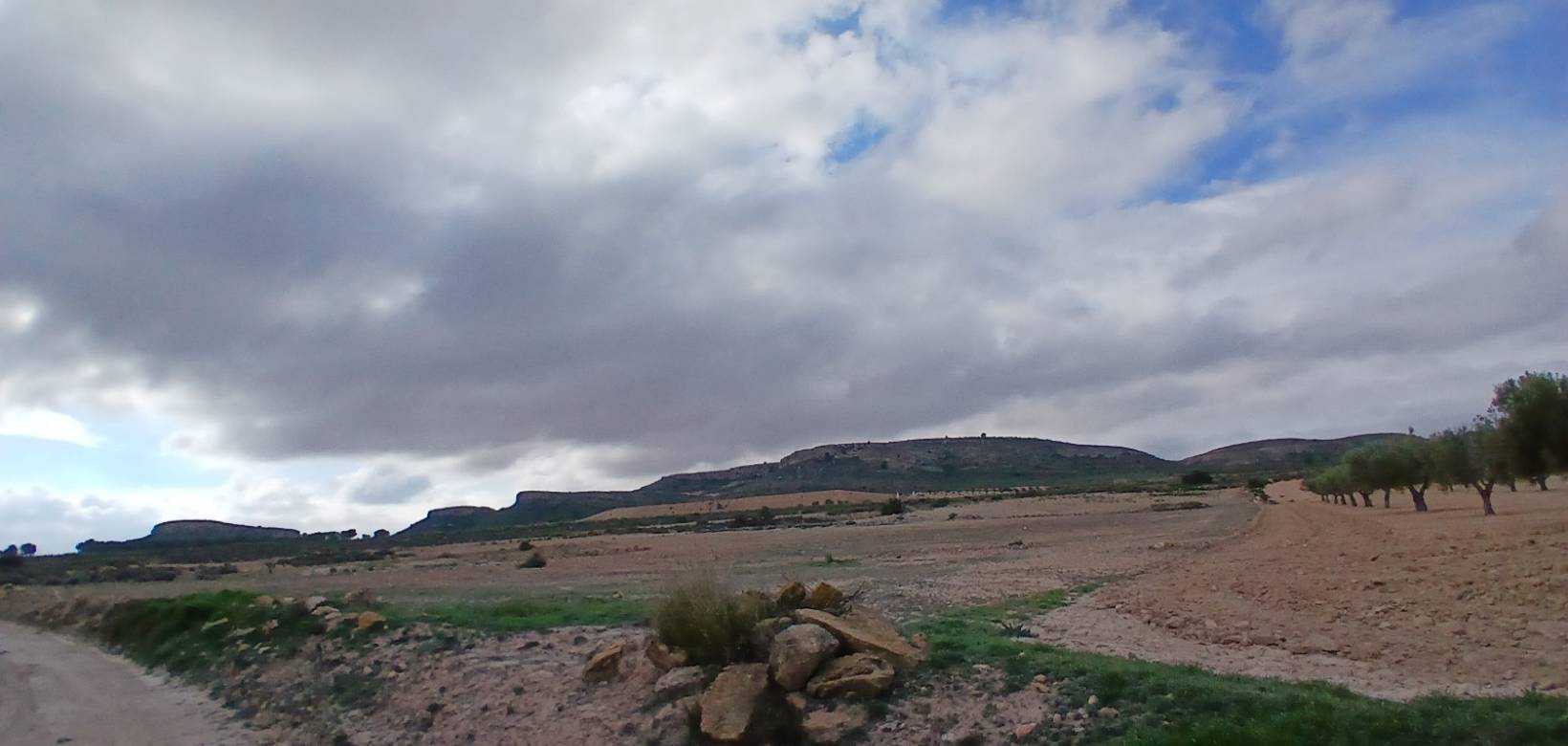 Venta - Land - Yecla