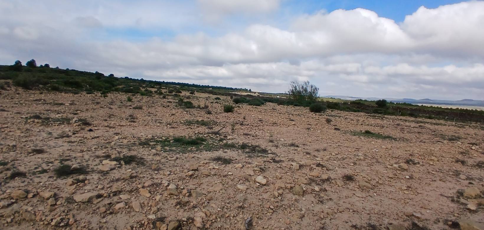 Venta - Land - Yecla