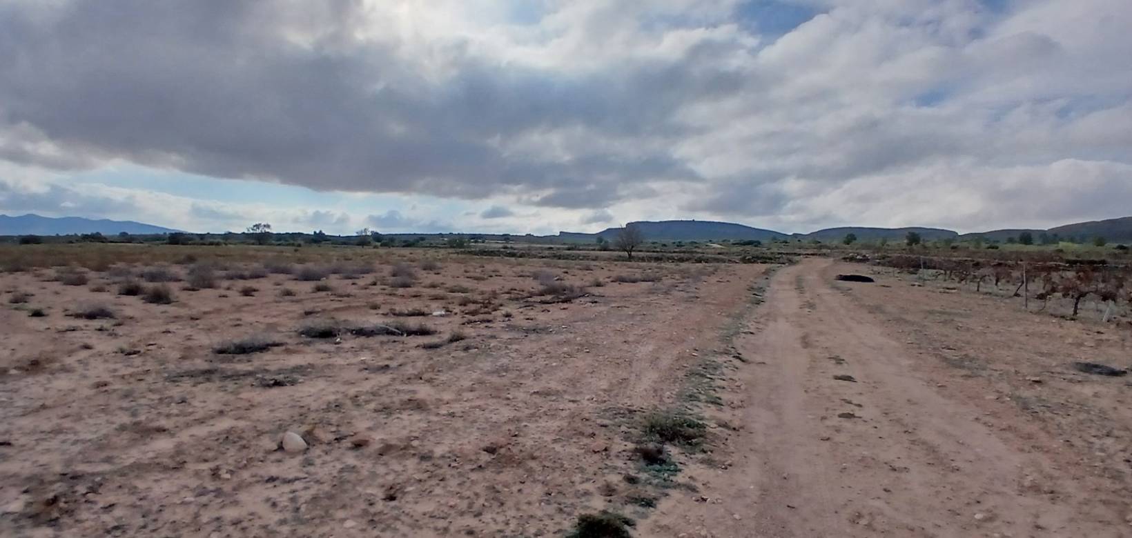 Venta - Land - Yecla