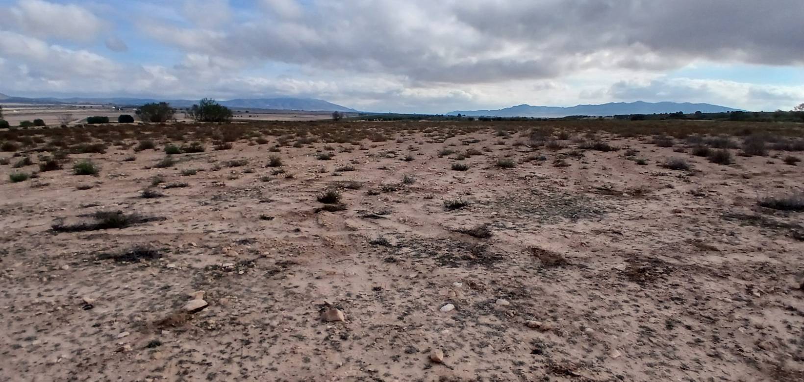 Venta - Land - Yecla