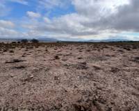 Venta - Land - Yecla