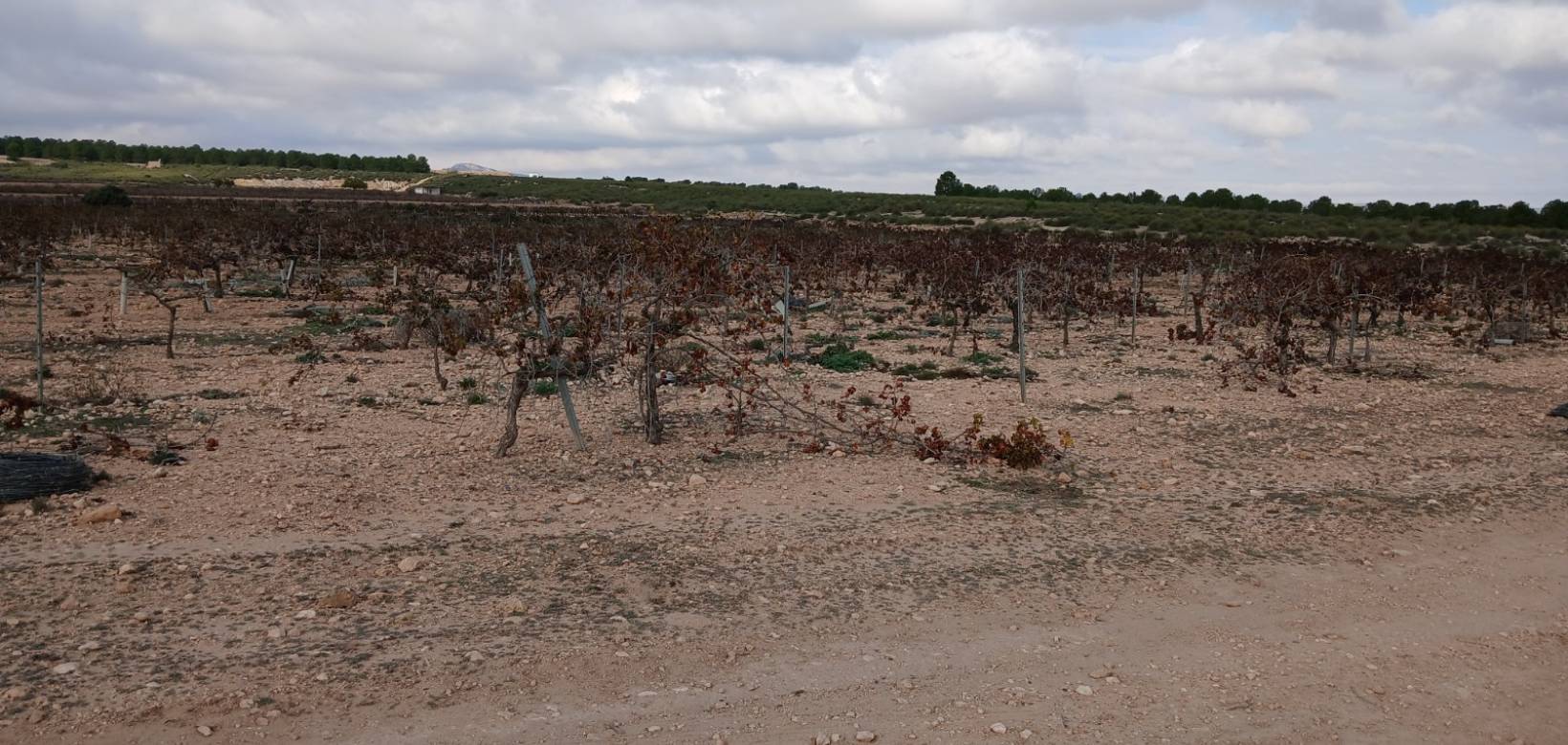 Venta - Land - Yecla