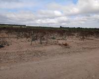 Venta - Land - Yecla