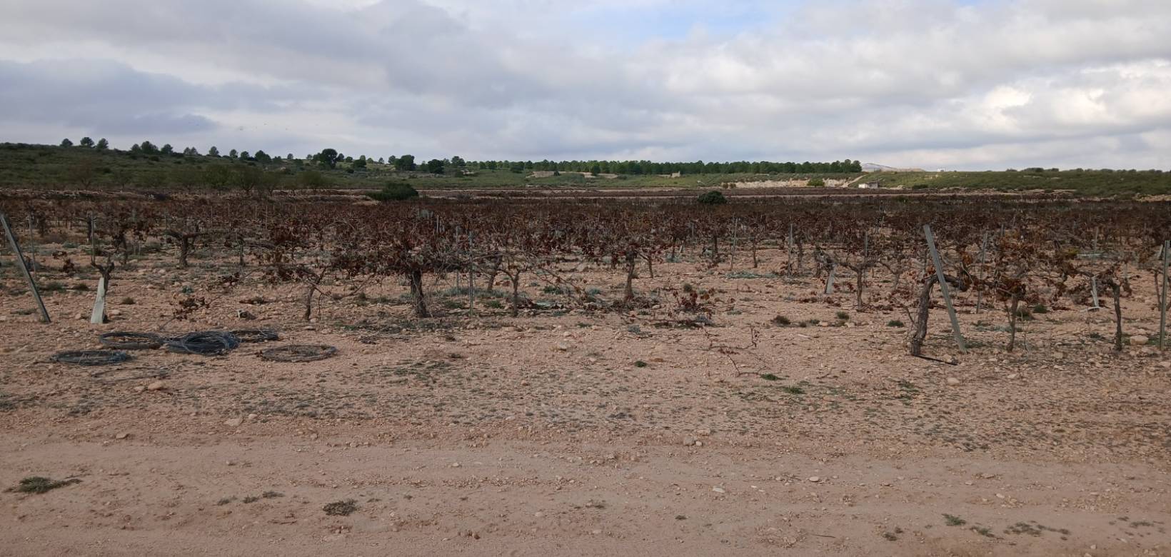 Venta - Land - Yecla