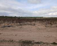 Venta - Land - Yecla