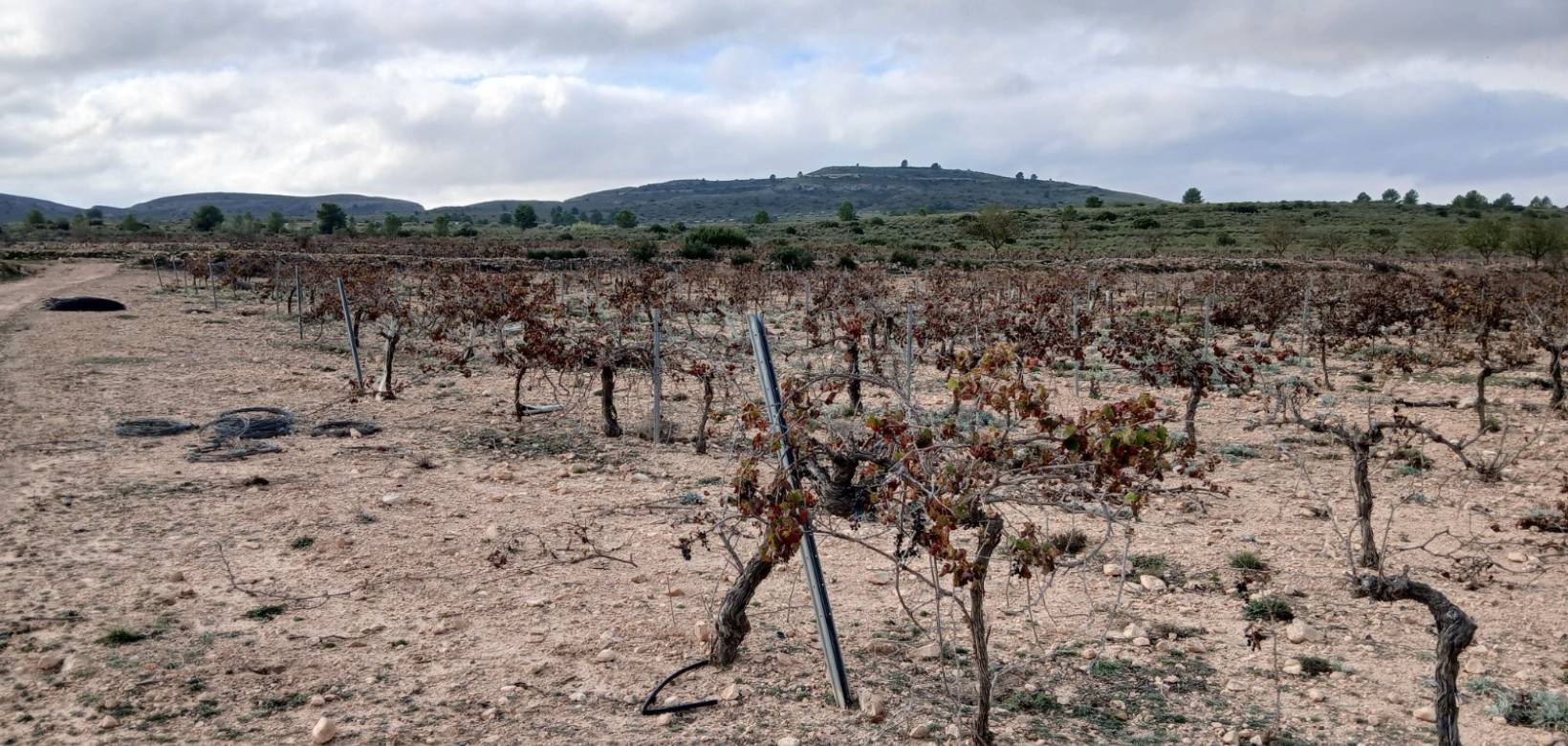 Venta - Land - Yecla