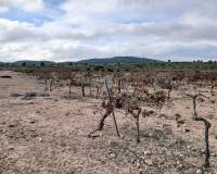 Venta - Land - Yecla