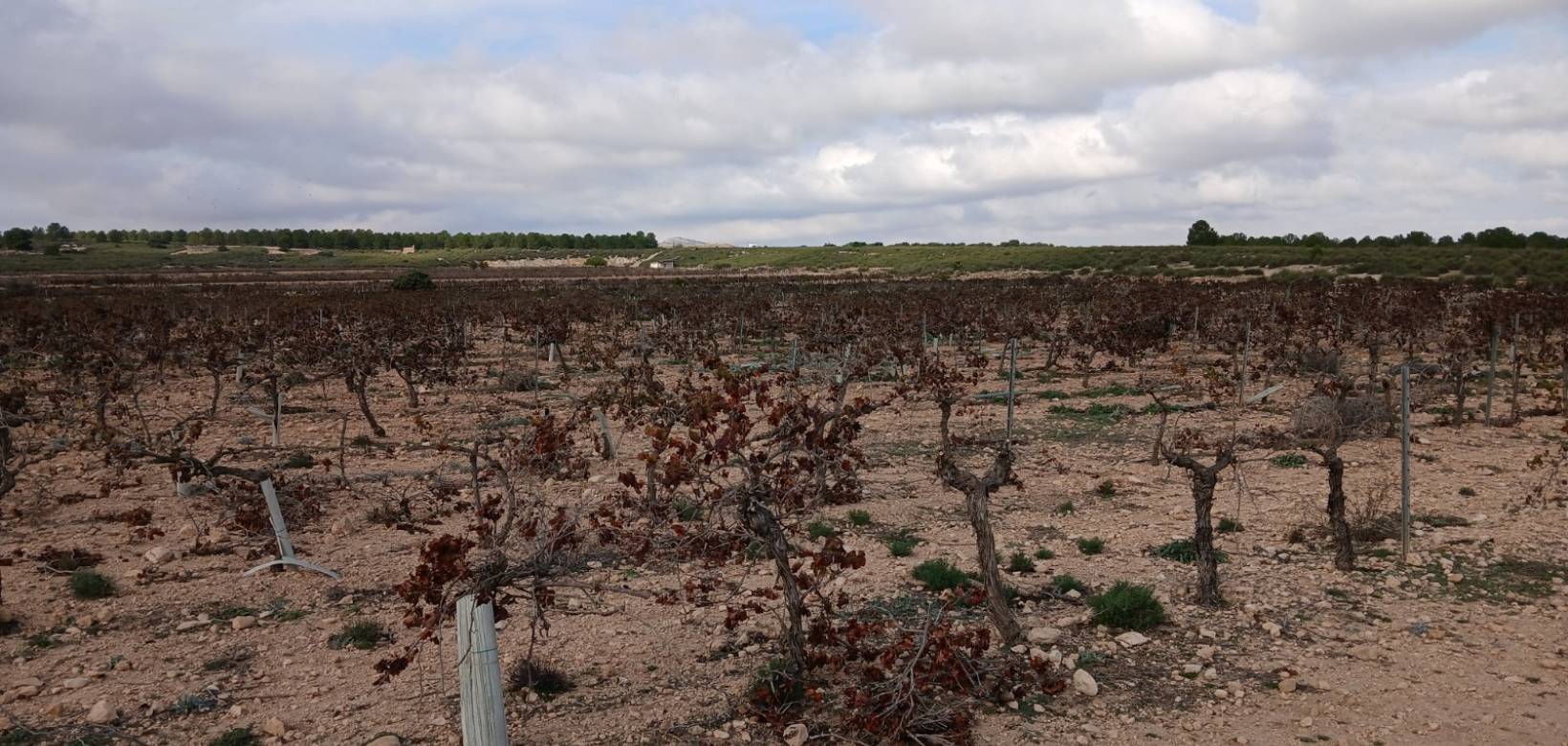 Venta - Land - Yecla