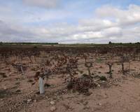 Venta - Land - Yecla