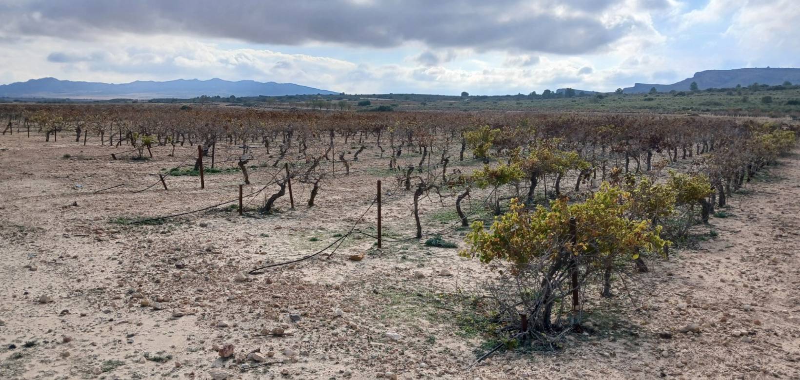 Venta - Land - Yecla