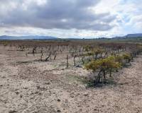 Venta - Land - Yecla