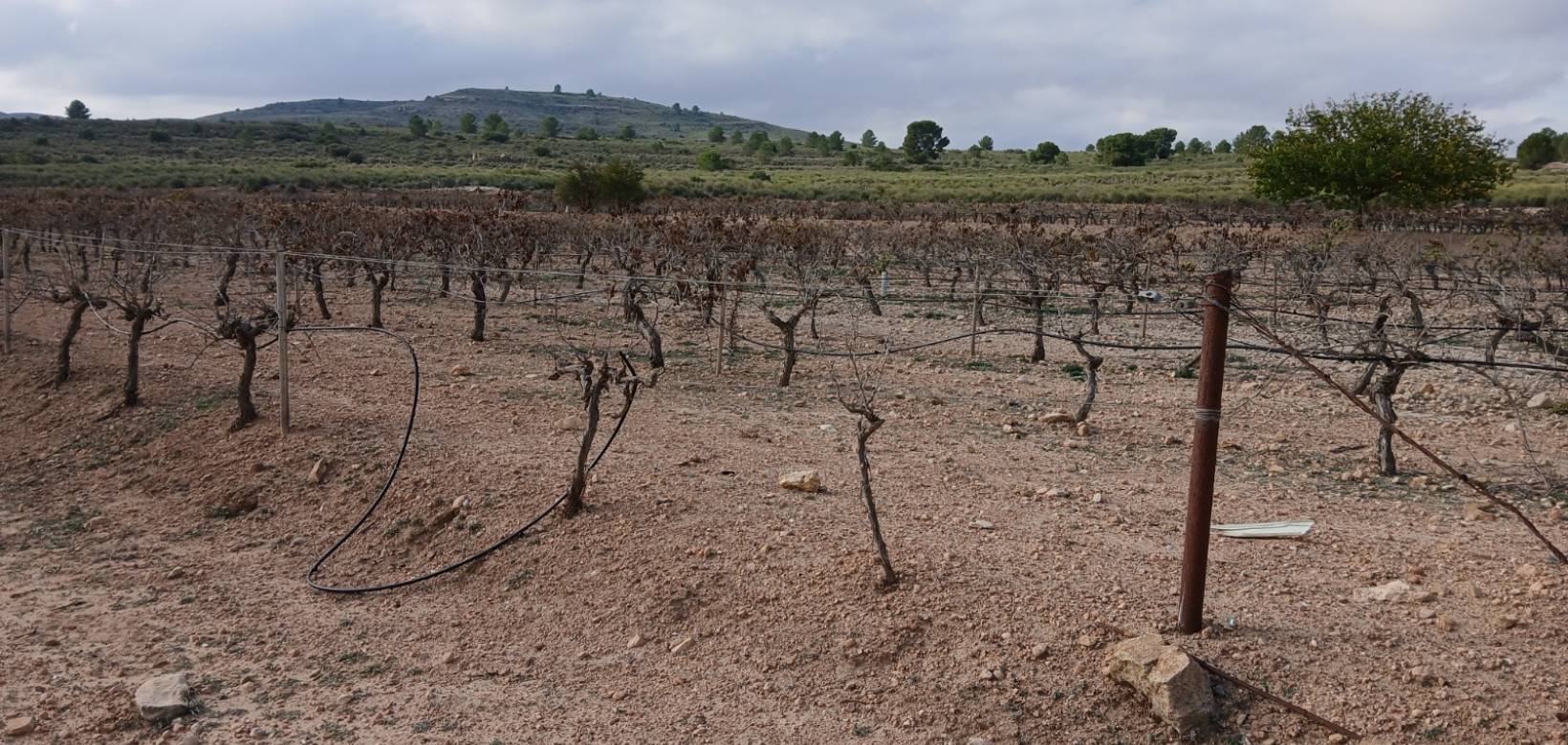 Venta - Land - Yecla