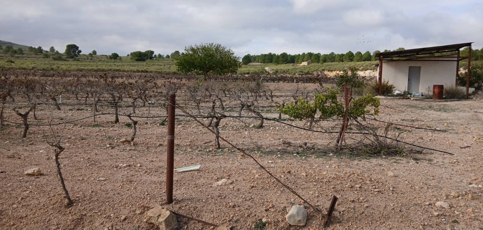 Venta - Land - Yecla