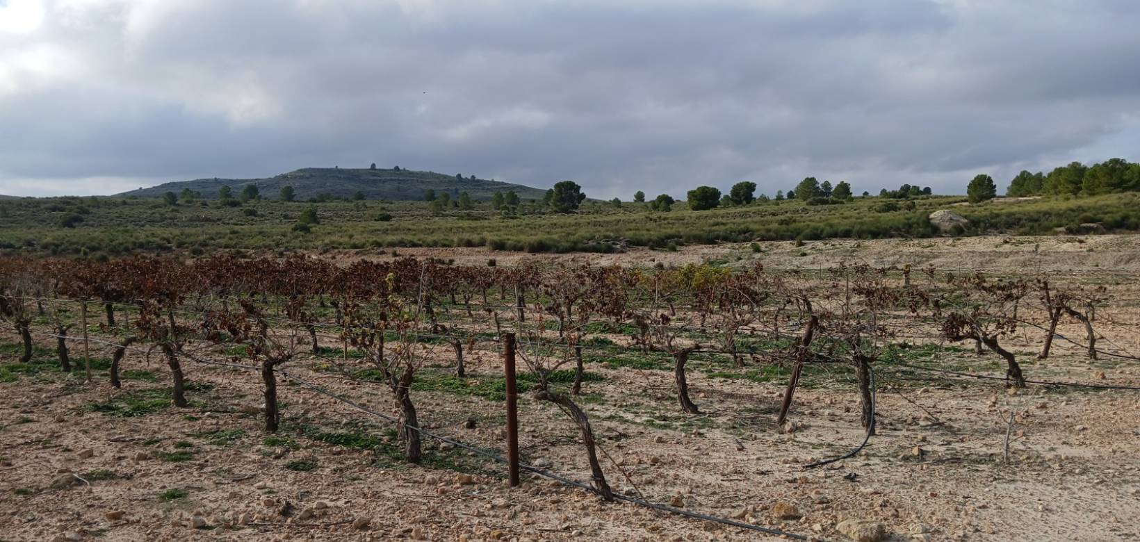 Venta - Land - Yecla