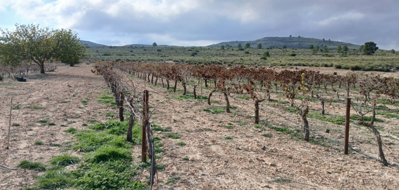 Venta - Land - Yecla