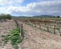 Venta - Land - Yecla