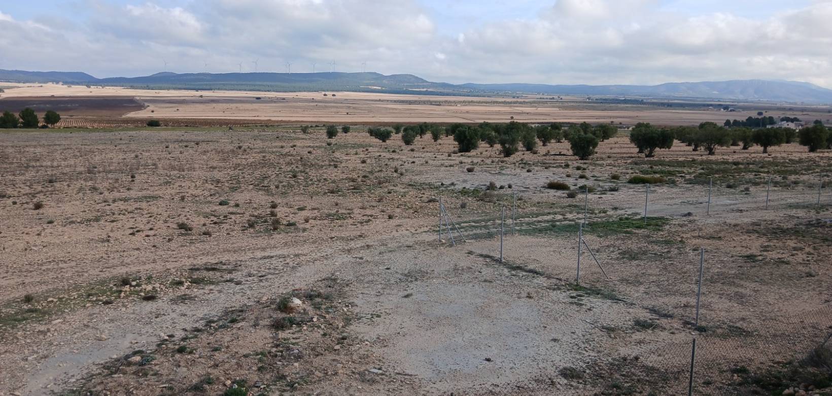 Venta - Land - Yecla