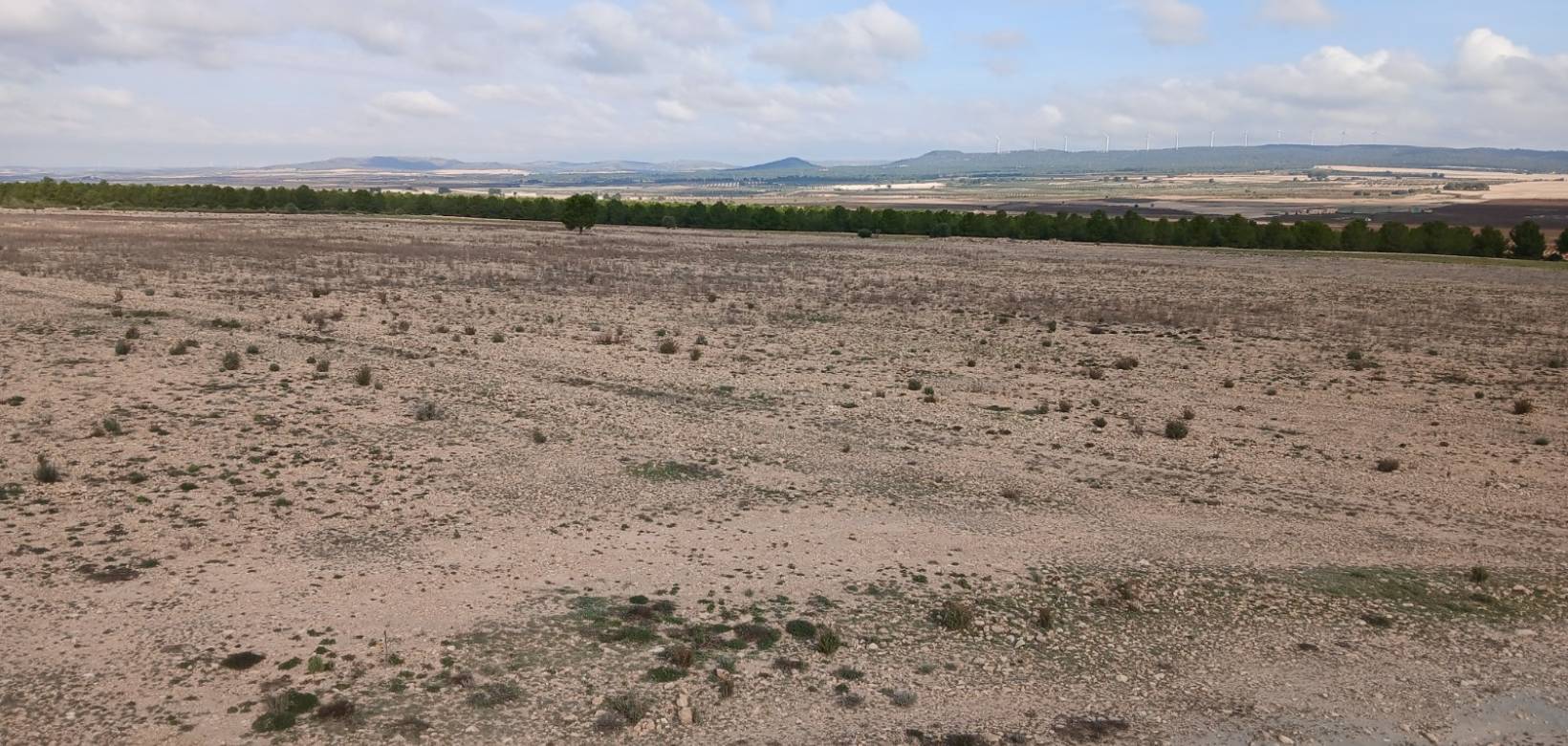 Venta - Land - Yecla