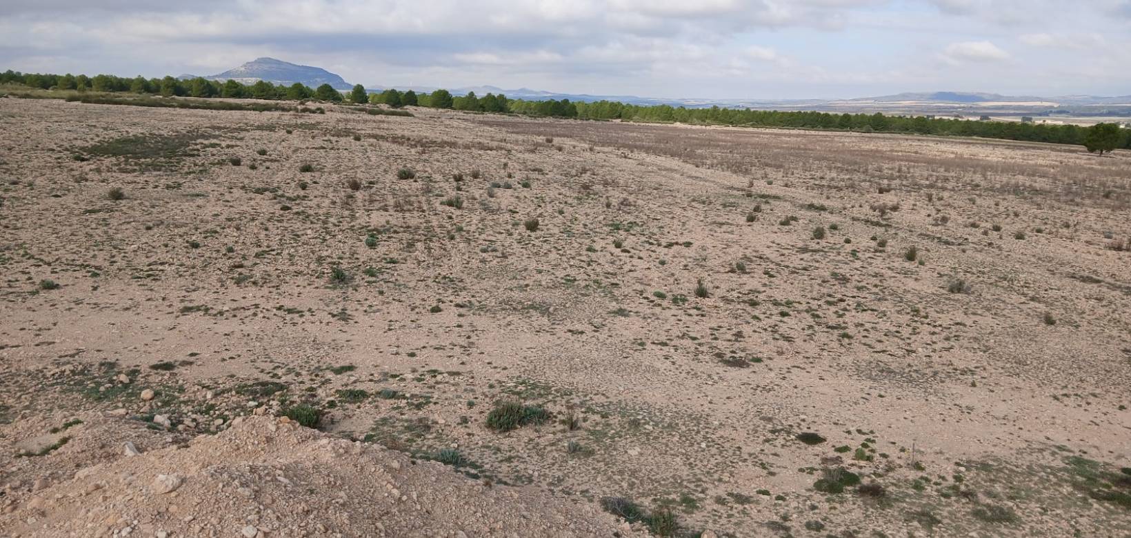 Venta - Land - Yecla