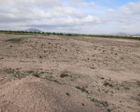 Venta - Land - Yecla