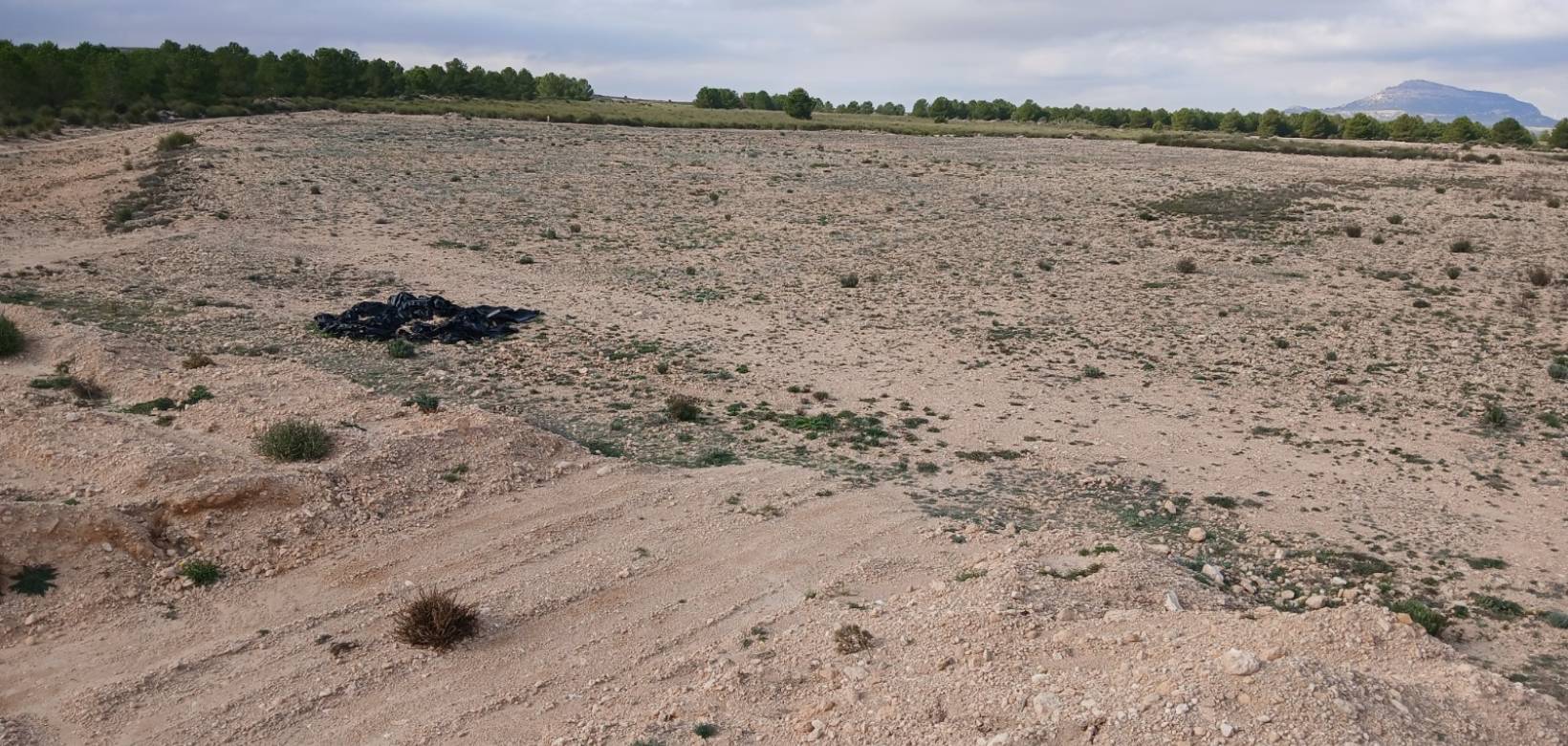 Venta - Land - Yecla