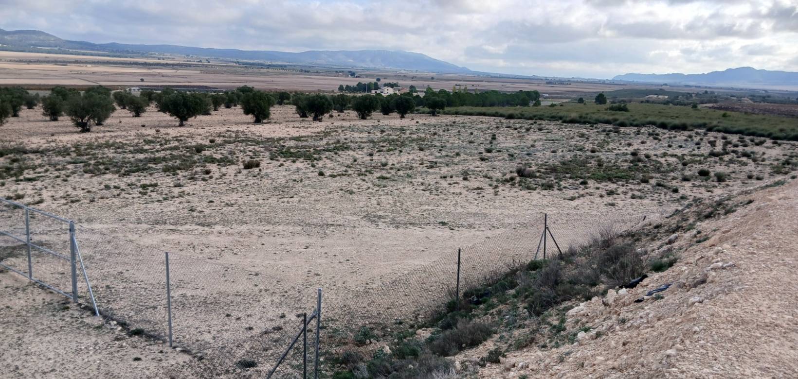 Venta - Land - Yecla