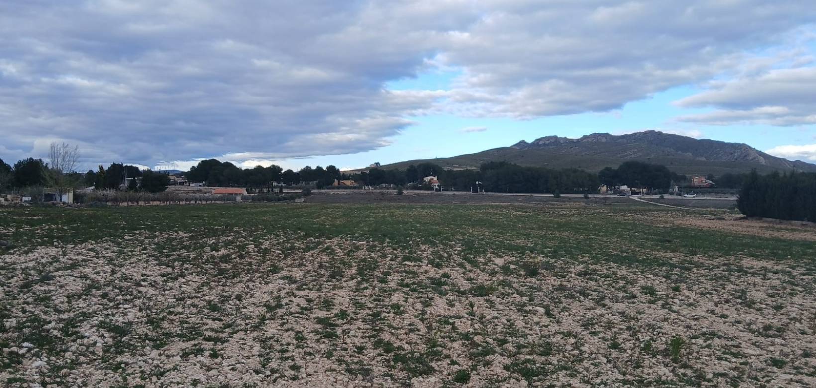 Venta - Land - Yecla