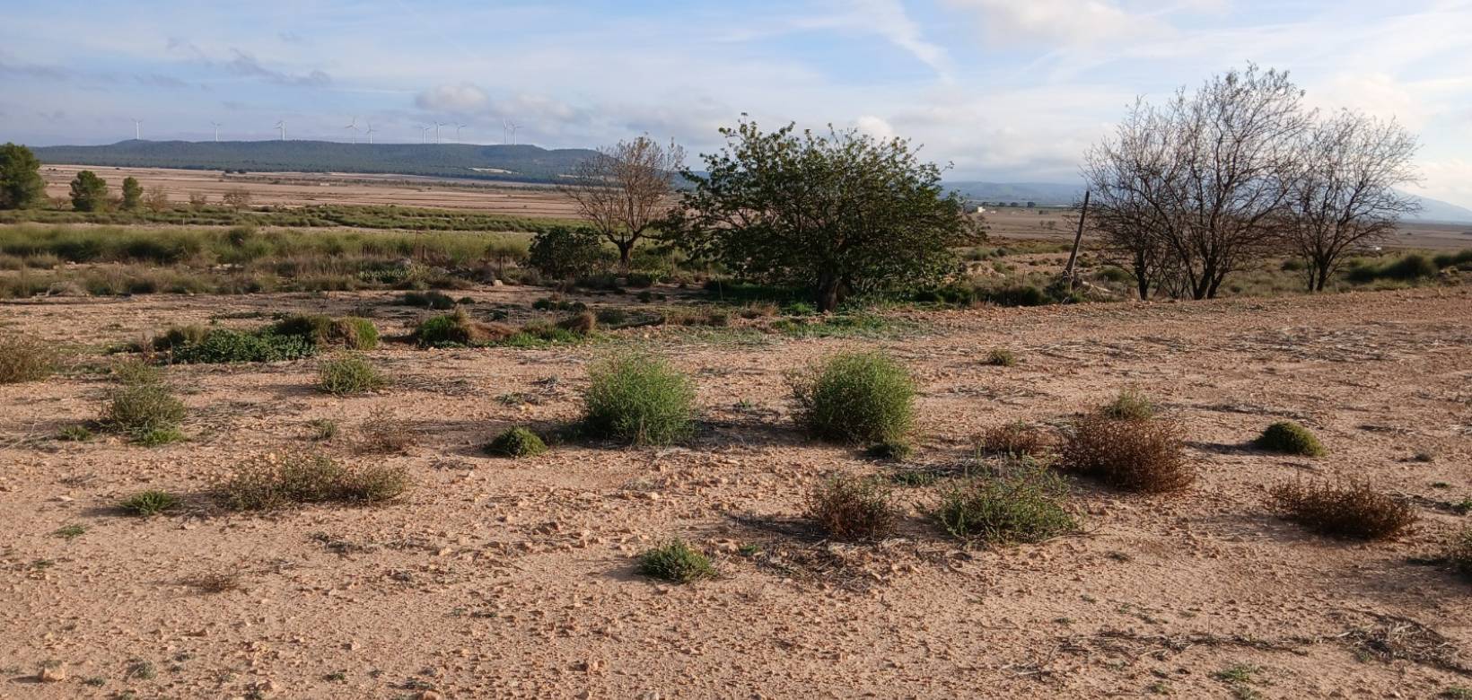 Venta - Land - Yecla