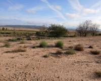 Venta - Land - Yecla