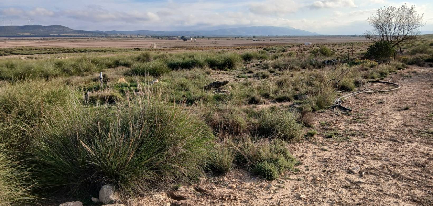 Venta - Land - Yecla