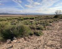 Venta - Land - Yecla